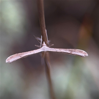 Stenoptilia zophodactylus (Dowdy Plume Moth) at Green Cape, NSW - 6 Dec 2024 by Hejor1