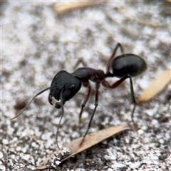 Camponotus intrepidus (Flumed Sugar Ant) at Green Cape, NSW - 6 Dec 2024 by Hejor1