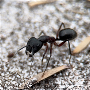 Camponotus intrepidus at Green Cape, NSW - 6 Dec 2024 06:20 PM