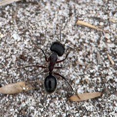 Camponotus intrepidus at Green Cape, NSW - 6 Dec 2024 06:20 PM