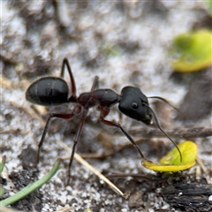 Camponotus intrepidus at Green Cape, NSW - 6 Dec 2024 06:20 PM