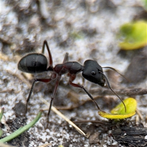 Camponotus intrepidus at Green Cape, NSW - 6 Dec 2024