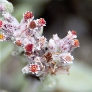 Pseudognaphalium luteoalbum at Green Cape, NSW by Hejor1