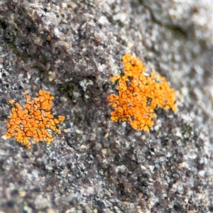 Xanthoria sp. at Green Cape, NSW by Hejor1