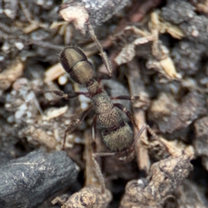 Rhytidoponera metallica at Green Cape, NSW - 6 Dec 2024 06:17 PM