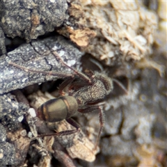 Rhytidoponera metallica at Green Cape, NSW - 6 Dec 2024