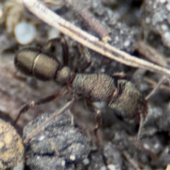 Rhytidoponera metallica at Green Cape, NSW - 6 Dec 2024 06:17 PM