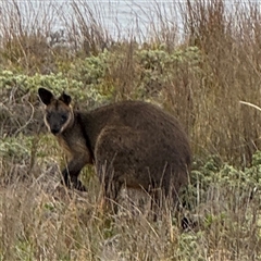 Wallabia bicolor (Swamp Wallaby) at Green Cape, NSW - 6 Dec 2024 by Hejor1