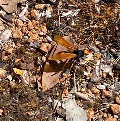 Cryptocheilus bicolor (Orange Spider Wasp) at Jerrabomberra, NSW - 8 Dec 2024 by SteveBorkowskis