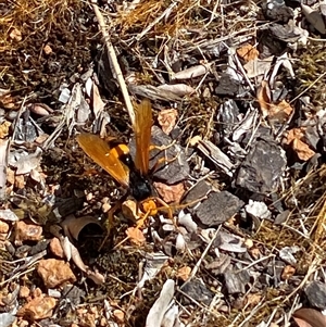 Cryptocheilus sp. (genus) at Jerrabomberra, NSW - suppressed