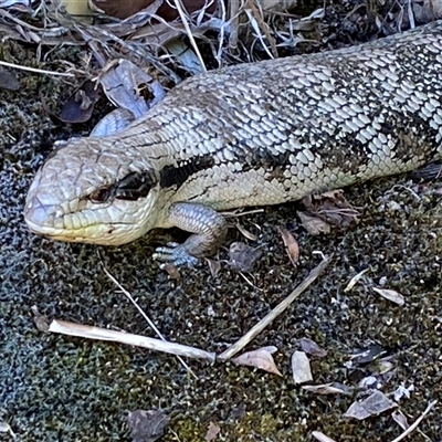 Tiliqua scincoides scincoides (Eastern Blue-tongue) at Jerrabomberra, NSW - 8 Dec 2024 by SteveBorkowskis