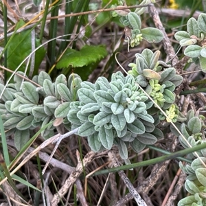 Zieria littoralis at Green Cape, NSW - 6 Dec 2024