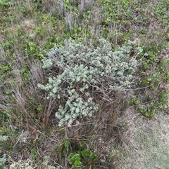 Zieria littoralis at Green Cape, NSW - 6 Dec 2024