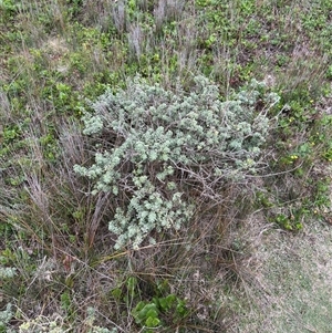 Zieria littoralis at Green Cape, NSW - 6 Dec 2024