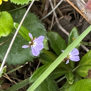 Lobelia anceps at Green Cape, NSW - 6 Dec 2024