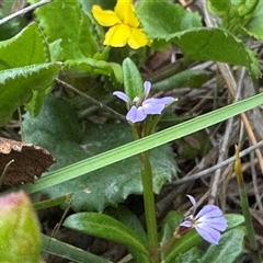 Lobelia anceps at Green Cape, NSW - 6 Dec 2024