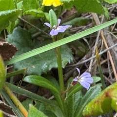 Lobelia anceps at Green Cape, NSW - 6 Dec 2024