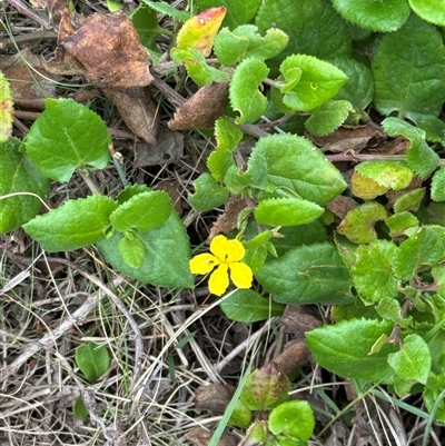 Goodenia ovata (Hop Goodenia) at Green Cape, NSW - 6 Dec 2024 by Hejor1