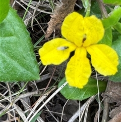 Goodenia ovata at Green Cape, NSW - 6 Dec 2024 06:13 PM