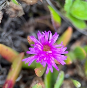 Carpobrotus glaucescens at Green Cape, NSW - 6 Dec 2024 06:21 PM