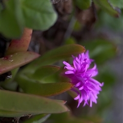 Carpobrotus glaucescens at Green Cape, NSW - 6 Dec 2024 06:21 PM