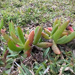 Carpobrotus glaucescens at Green Cape, NSW - 6 Dec 2024 06:21 PM