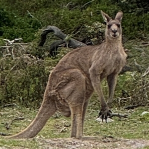 Macropus giganteus at Green Cape, NSW - 6 Dec 2024