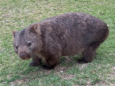 Vombatus ursinus (Bare-nosed Wombat) at Green Cape, NSW - 6 Dec 2024 by Hejor1