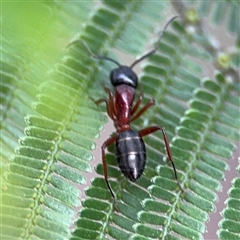 Camponotus sp. (genus) (A sugar ant) at Edrom, NSW - 6 Dec 2024 by Hejor1