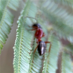 Camponotus sp. (genus) at Edrom, NSW - 6 Dec 2024