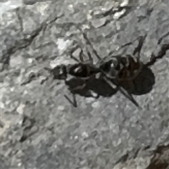 Iridomyrmex sp. (genus) (Ant) at Karabar, NSW - 6 Dec 2024 by Hejor1