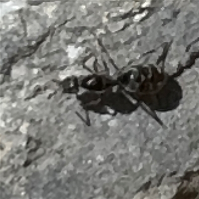 Iridomyrmex sp. (genus) (Ant) at Karabar, NSW - 6 Dec 2024 by Hejor1