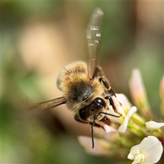 Apis mellifera (European honey bee) at Nimmitabel, NSW - 6 Dec 2024 by Hejor1