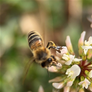 Apis mellifera at Nimmitabel, NSW - 6 Dec 2024