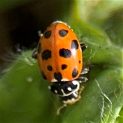 Hippodamia variegata (Spotted Amber Ladybird) at Nimmitabel, NSW - 6 Dec 2024 by Hejor1