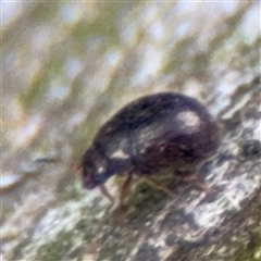 Coleoptera (order) (Unidentified Beetle) at Nimmitabel, NSW - 6 Dec 2024 by Hejor1