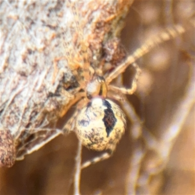 Cryptachaea veruculata (Diamondback comb-footed spider) at Nimmitabel, NSW - 6 Dec 2024 by Hejor1