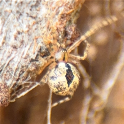 Cryptachaea veruculata at Nimmitabel, NSW - 6 Dec 2024 by Hejor1