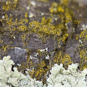 Chrysothrix sp. (genus) (A gold dust lichen) at Nimmitabel, NSW by Hejor1