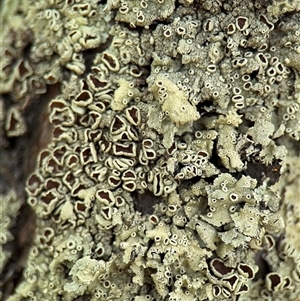 Flavoparmelia sp. (Flavoparmelia Lichen) at Nimmitabel, NSW by Hejor1