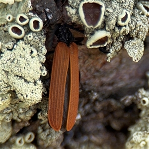 Porrostoma rhipidium at Nimmitabel, NSW by Hejor1