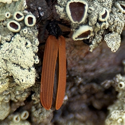 Porrostoma rhipidium at Nimmitabel, NSW - 6 Dec 2024 by Hejor1