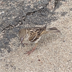 Passer domesticus at Nimmitabel, NSW - 6 Dec 2024