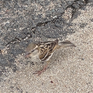 Passer domesticus at Nimmitabel, NSW - 6 Dec 2024