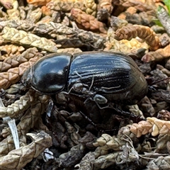 Heteronychus arator (African black beetle) at Karabar, NSW - 6 Dec 2024 by Hejor1