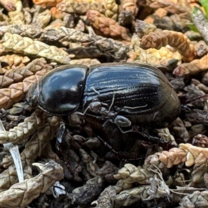 Heteronychus arator (African black beetle) at Karabar, NSW by Hejor1