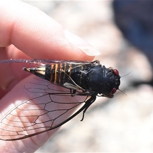 Yoyetta grandis (Red-eyed Firetail Cicada) at Tennent, ACT by jmcleod