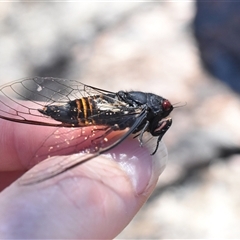 Yoyetta grandis at Tennent, ACT - 8 Dec 2024 02:57 PM