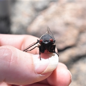 Yoyetta grandis at Tennent, ACT - 8 Dec 2024 02:57 PM