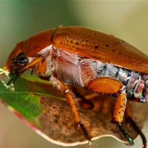 Anoplognathus porosus (Porosus Christmas beetle) at Murrumbateman, NSW by amiessmacro